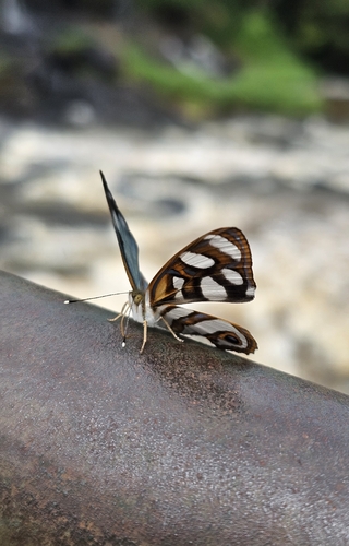 Dynamine aerata