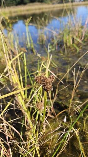 Variable Flatsedge