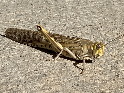 Desert Locust