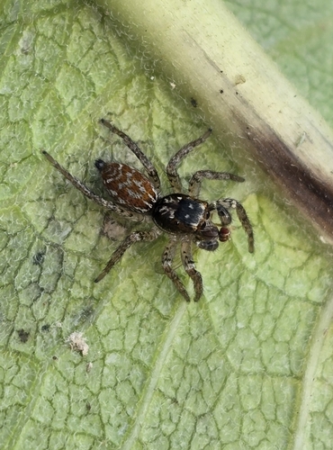 Dimorphic Jumping Spider