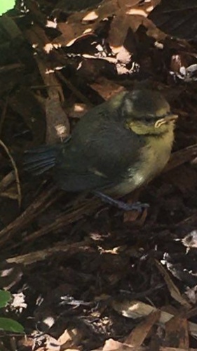 Yellow-breasted Tit