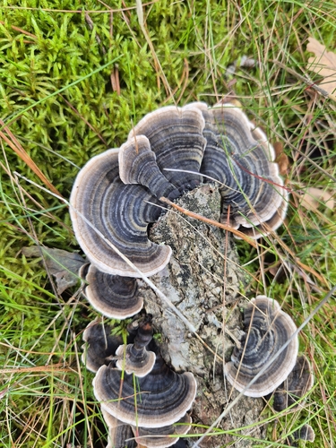 turkey-tail