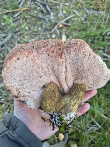 Bitter Bolete