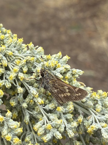 Field Skipper