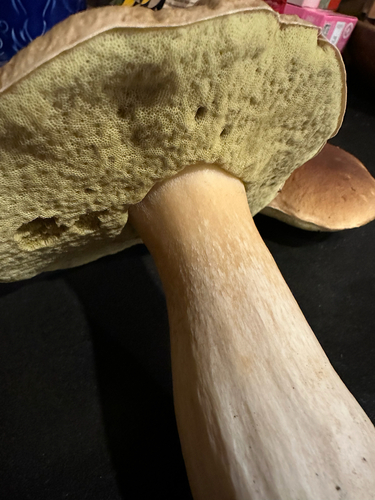 King Bolete