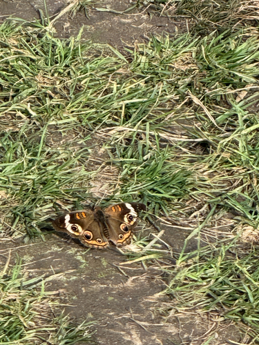 Common Buckeye