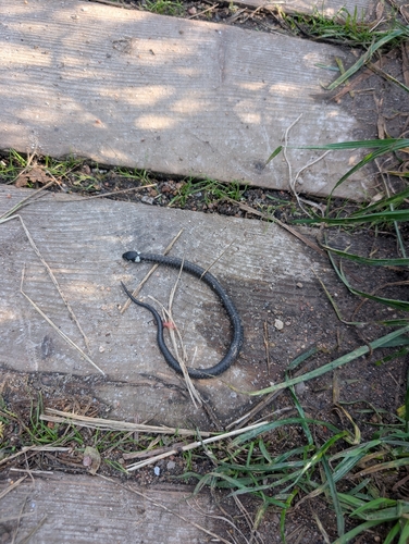grass snake