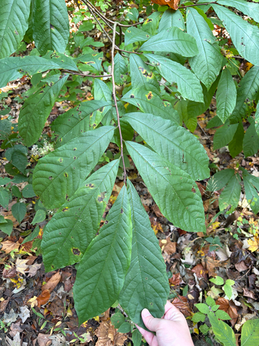 common pawpaw