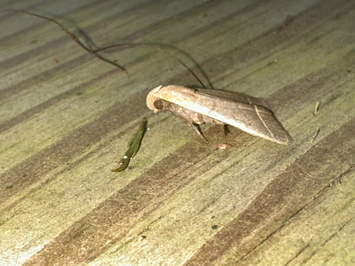 Simplicia cornicalis