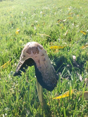 Shaggy Mane