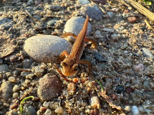 Smooth Newt