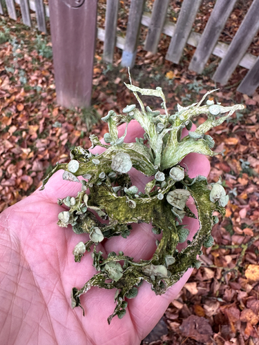 Cartilage Lichen