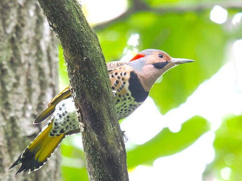 Northern Flicker