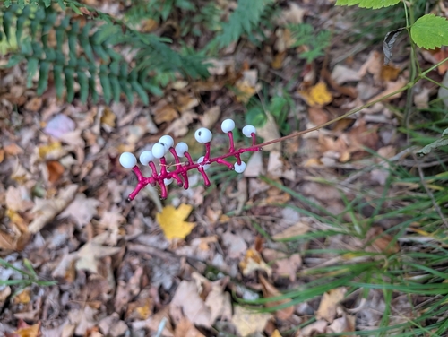 white baneberry