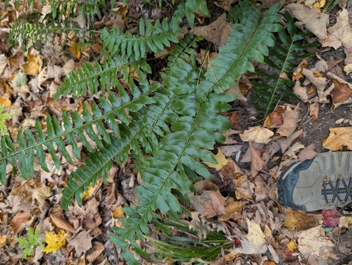 Christmas fern
