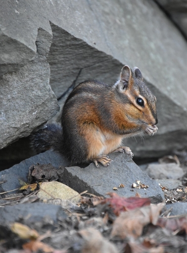Siskiyou Chipmunk observed by brenda744