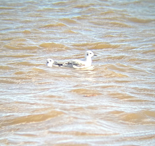 Bonaparte's Gull