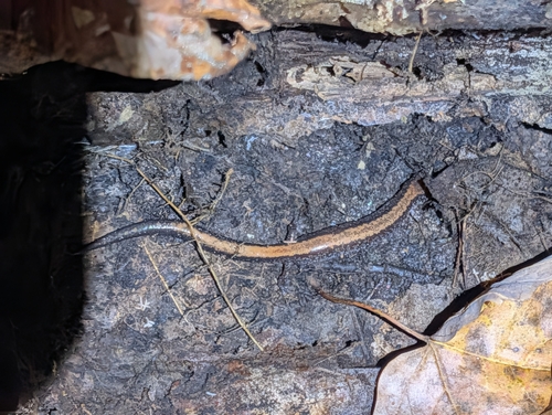 Eastern Red-backed Salamander