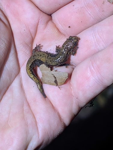 Allegheny Mountain Dusky Salamander