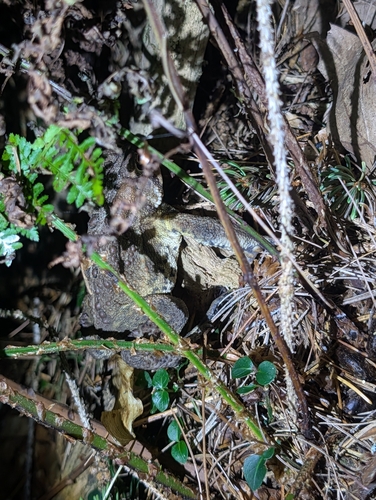 Eastern American Toad