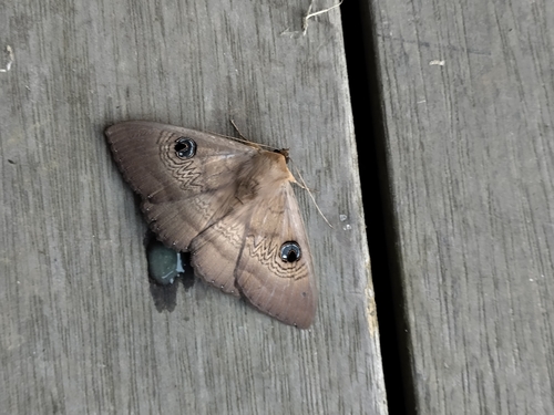 Southern Moon Moth