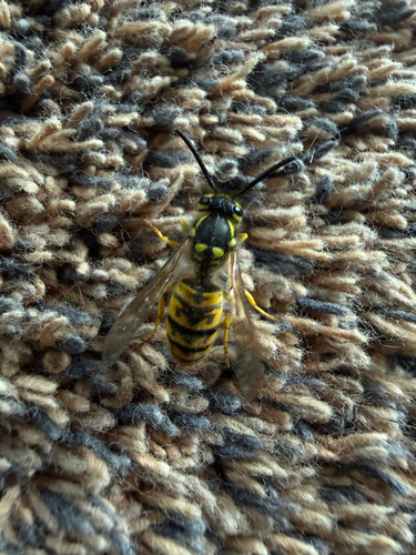 German Yellowjacket