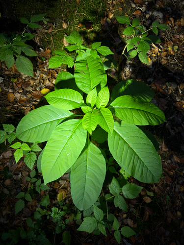 American pokeweed