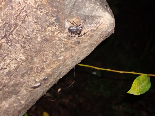 Walnut Orbweaver