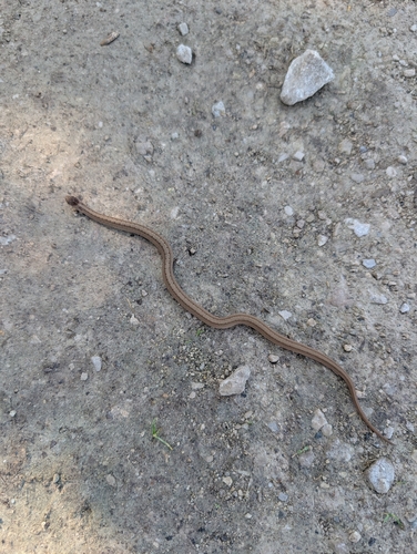 DeKay's Brownsnake