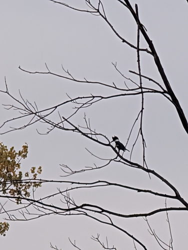 Belted Kingfisher