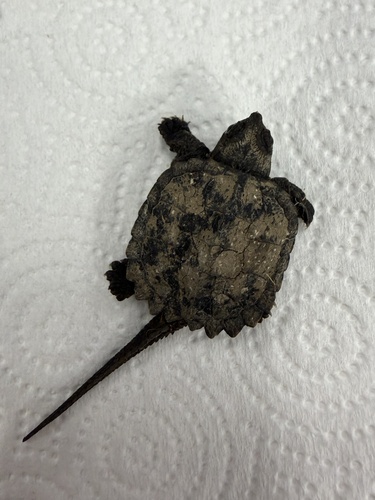 Common Snapping Turtle
