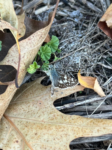 Common Checkered-Skipper