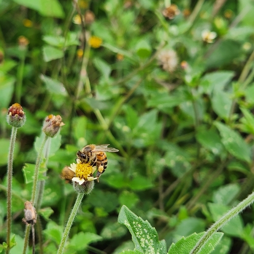 Western Honey Bee