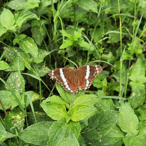 Banded Peacock