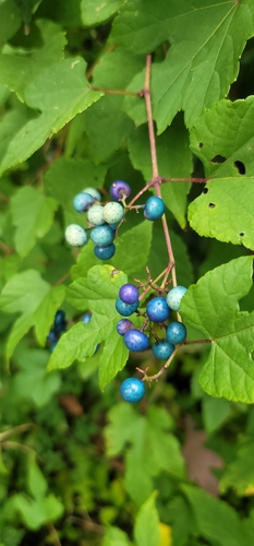 Porcelain Berry