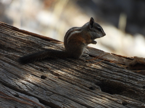 Palmer's Chipmunk observed by neolithic_noah