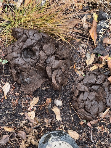 American Black Bear