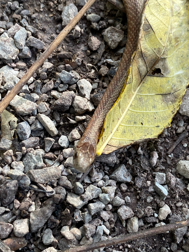 DeKay's Brownsnake