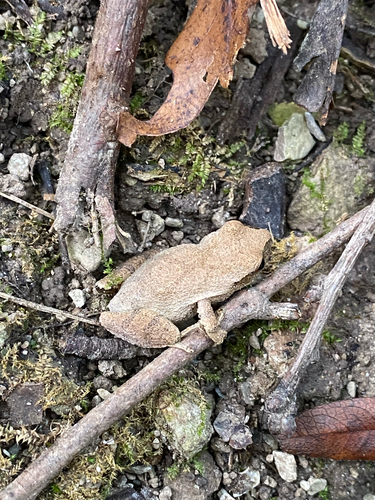 Spring Peeper