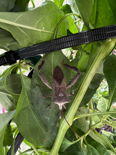 Giant leaf-footed bug