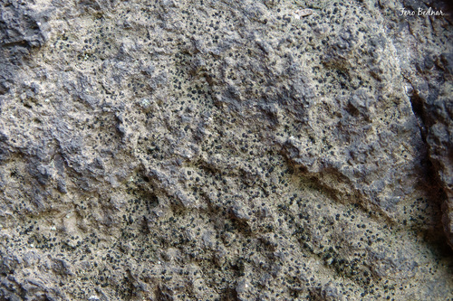 Amandinea punctata