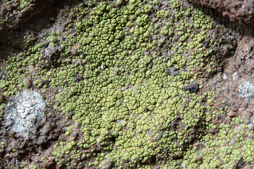 Pleopsidium chlorophanum