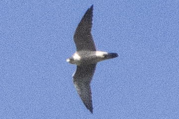Peregrine Falcon