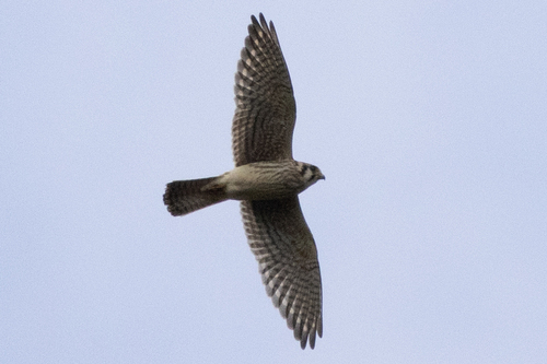 American Kestrel