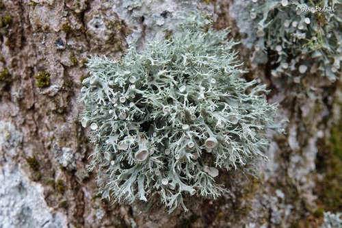 Dotted Ribbon Lichen