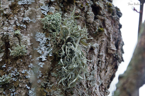 Cartilage Lichen