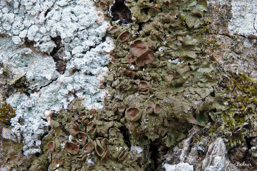 Melanelixia glabra