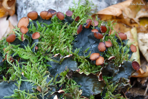 horizontal pelt lichen