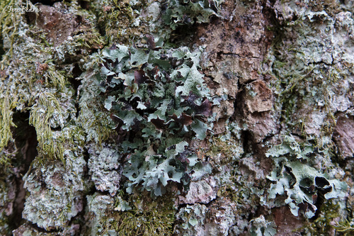 Parmelia submontana