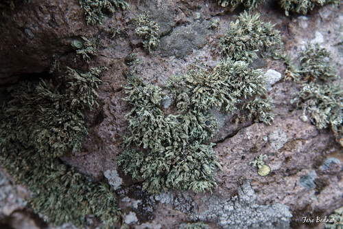 Ramalina carpatica